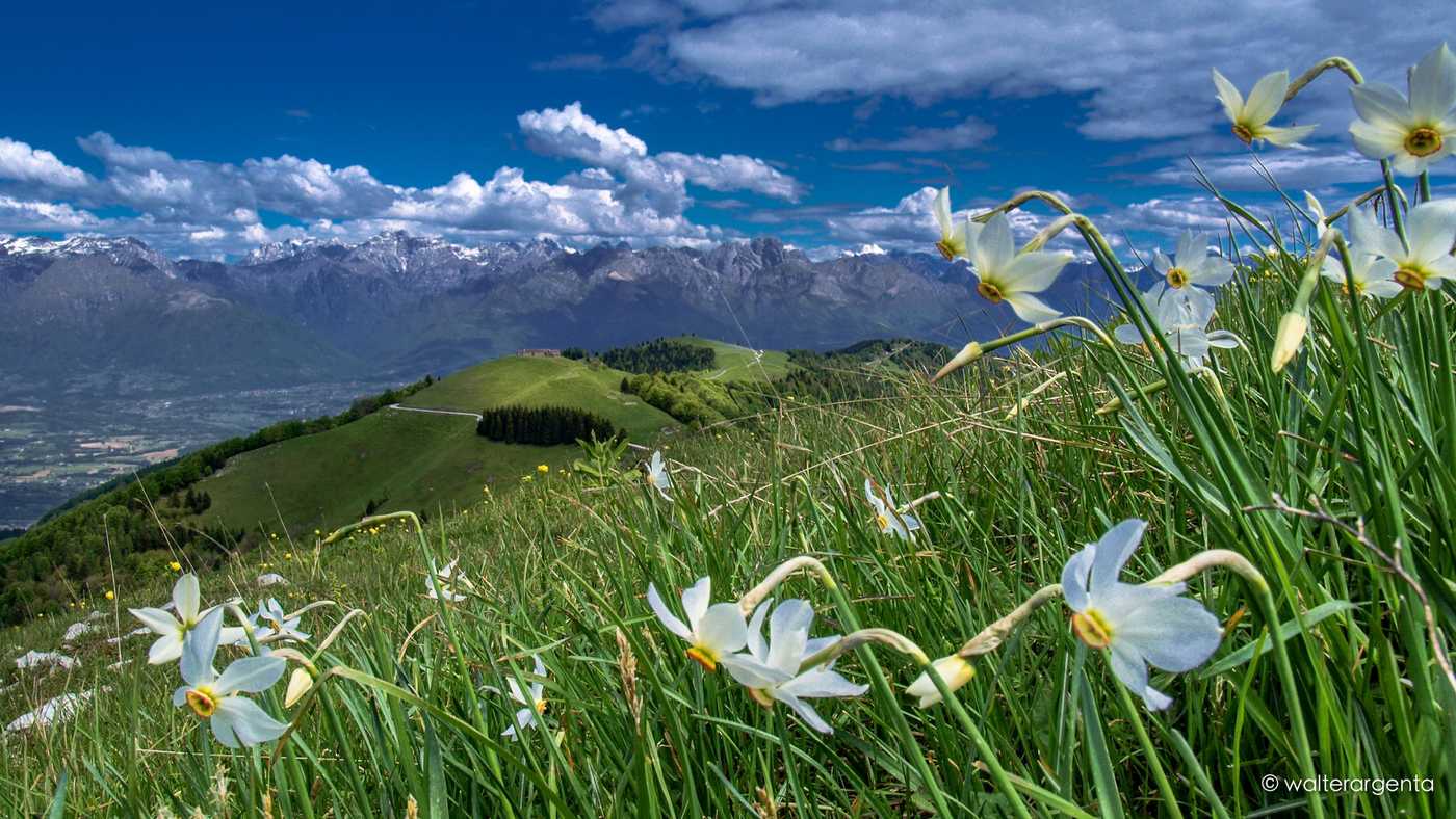 Alcuni narcisi in primo piano. Sullo sfondo la Valbelluna e le Dolomiti bellunesi.