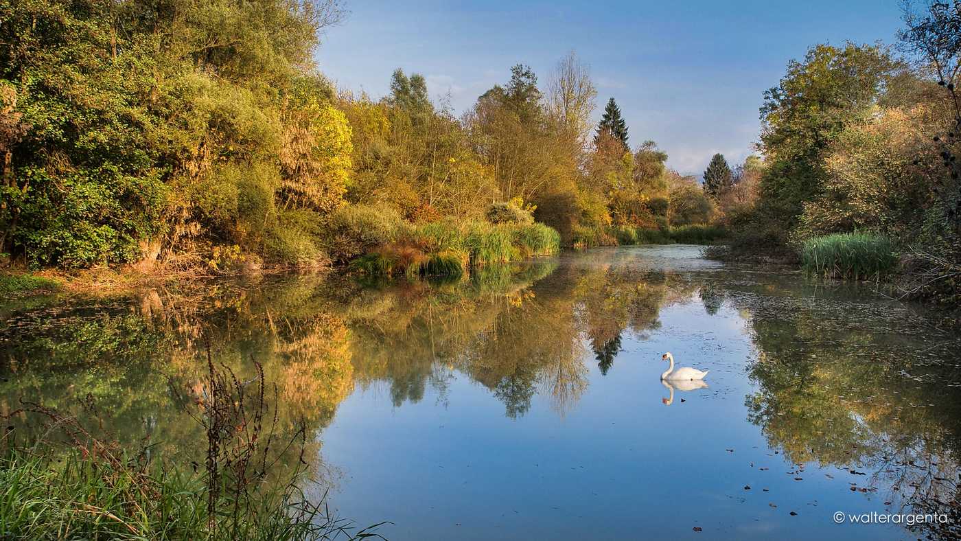 Panorama con un lago e un cigno
