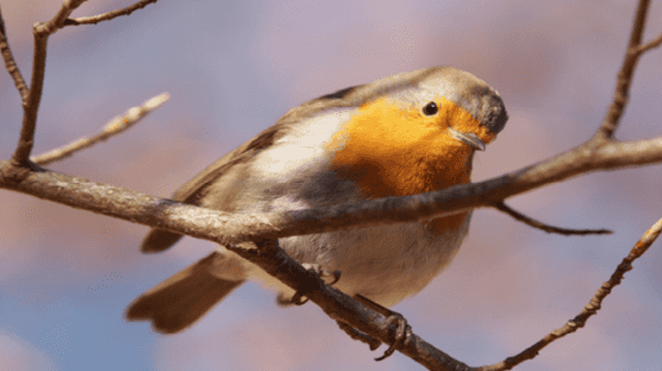 Foto di un pettirosso
