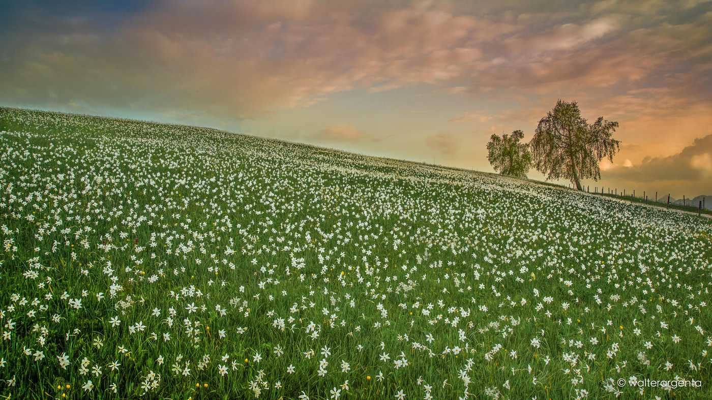 Un prato di narcisi bianchi al tramonto. Sullo sfondo a destra degli alberi e un recinto.