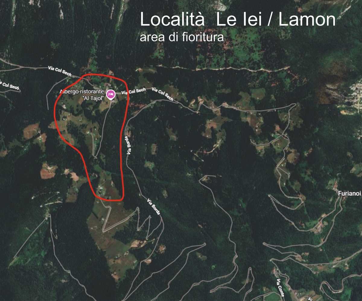 Cartina del percorso dei narcisi in località Le Lei - Lamon