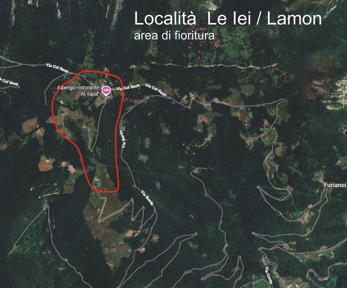 Cartina del percorso dei narcisi in località Le Lei - Lamon