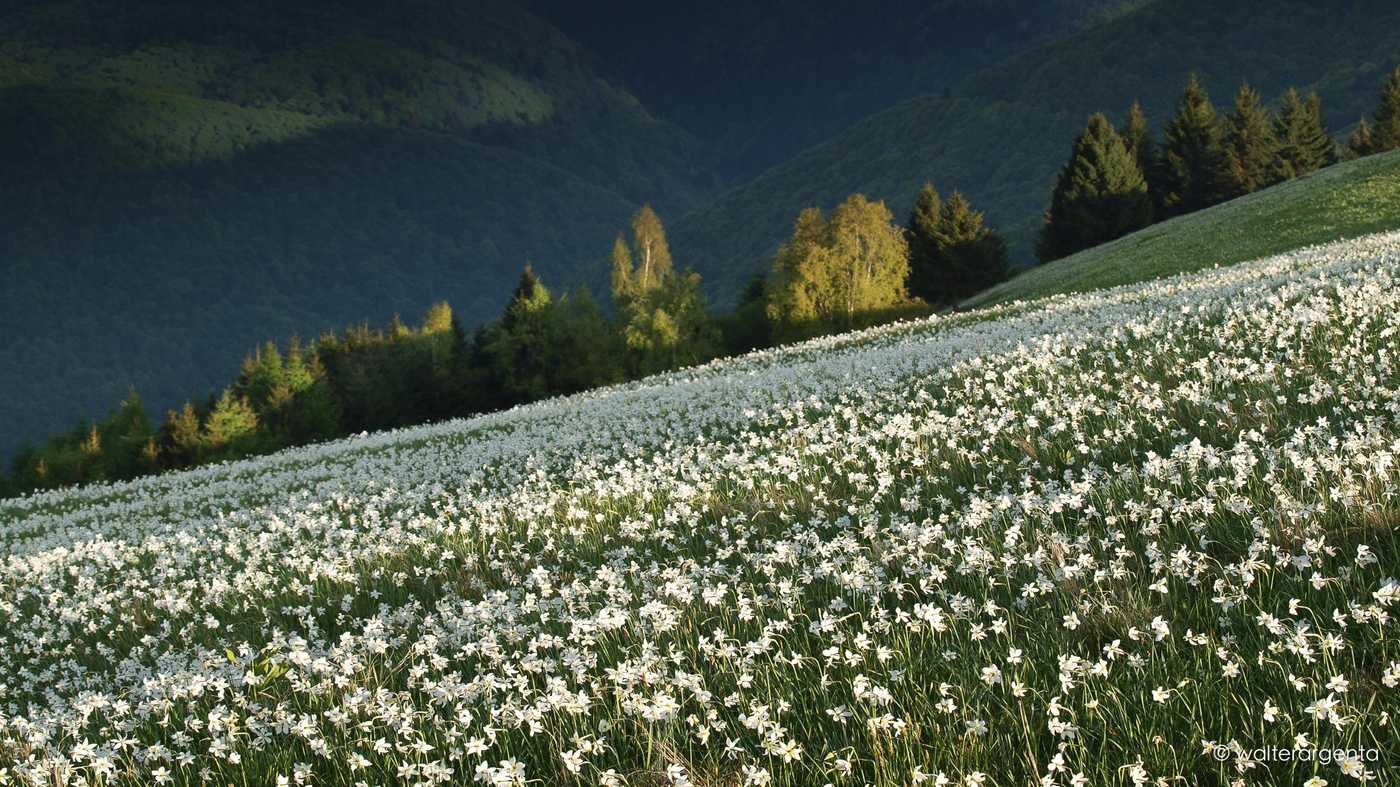Un prato con molti narcisi e le Prealpi bellunesi sullo sfondo.