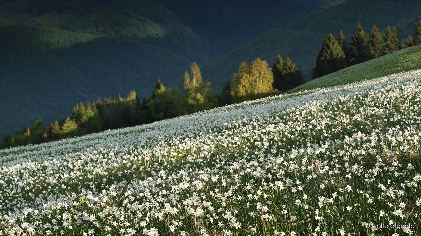 Un prato con molti narcisi e le Prealpi bellunesi sullo sfondo.