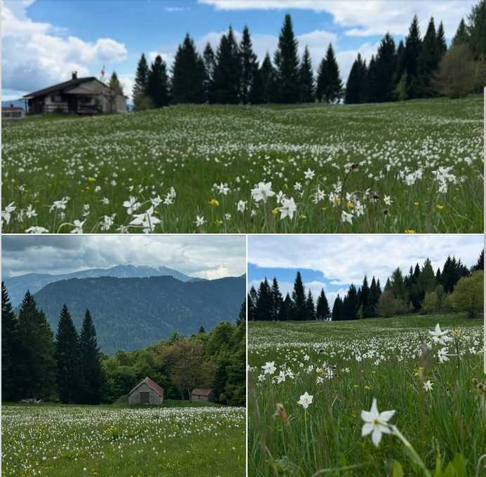 La fioritura dei Narcisi in località Le Lei - Lamon