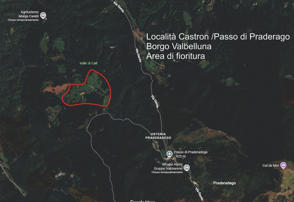 Cartina del percorso dei narcisi in località Castron