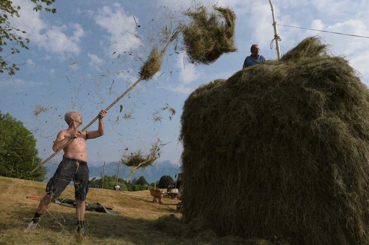 Un uomo durante la fienagione butta del fieno sopra un cumulo di fieno con una forca.
