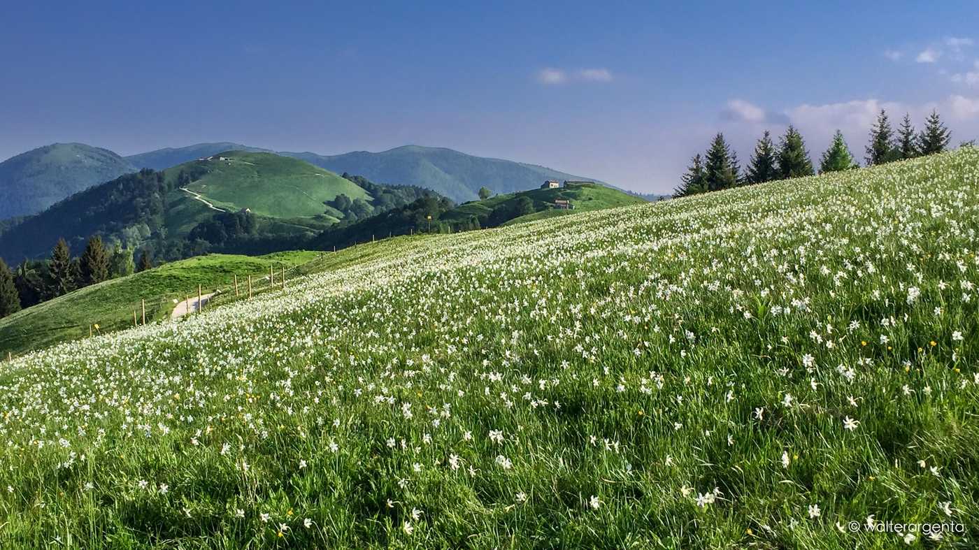 Un prato con alcuni narcisi e sullo sfondo le Prealpi Bellunesi.