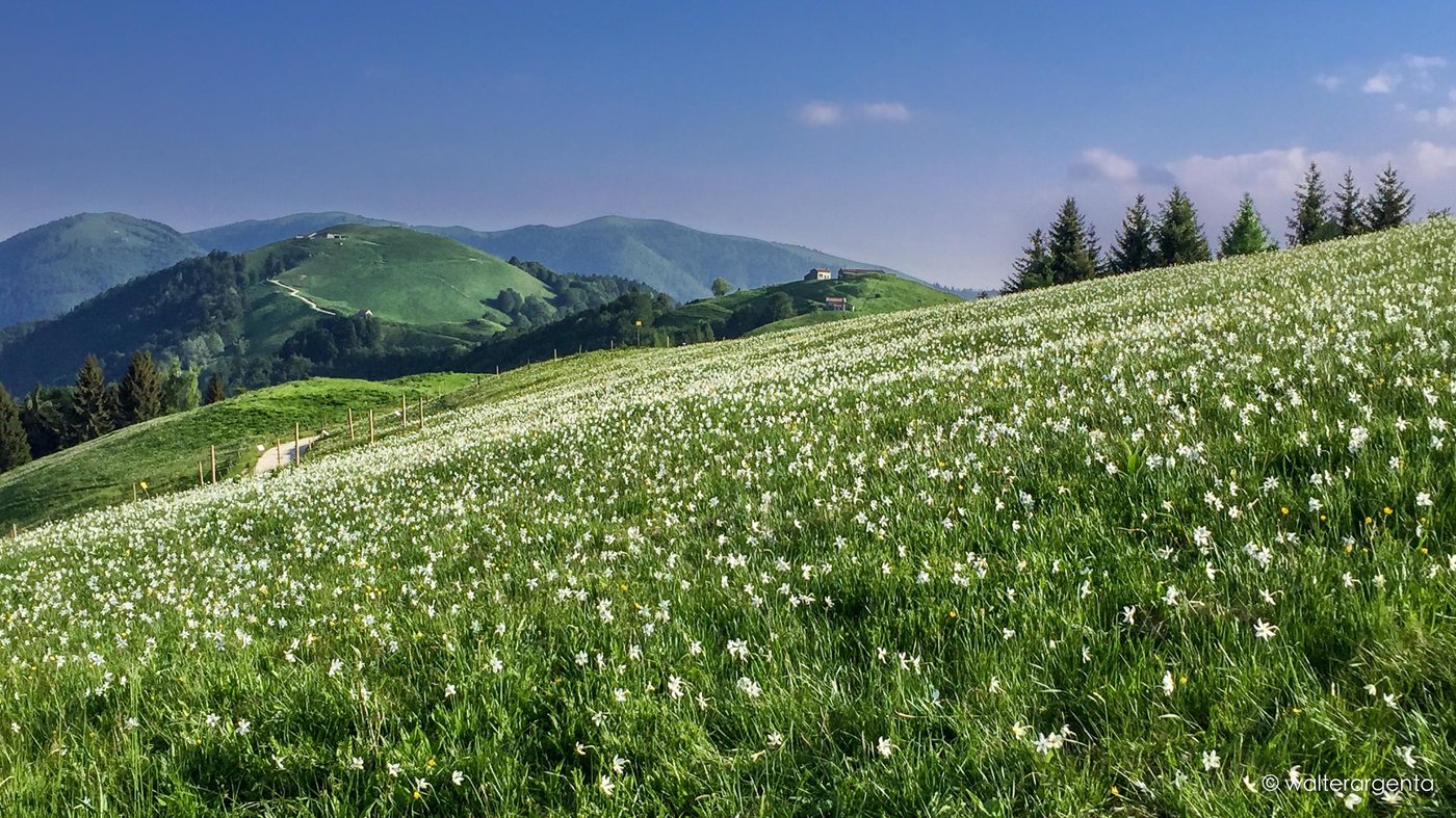 Un prato con alcuni narcisi e sullo sfondo le Prealpi Bellunesi.