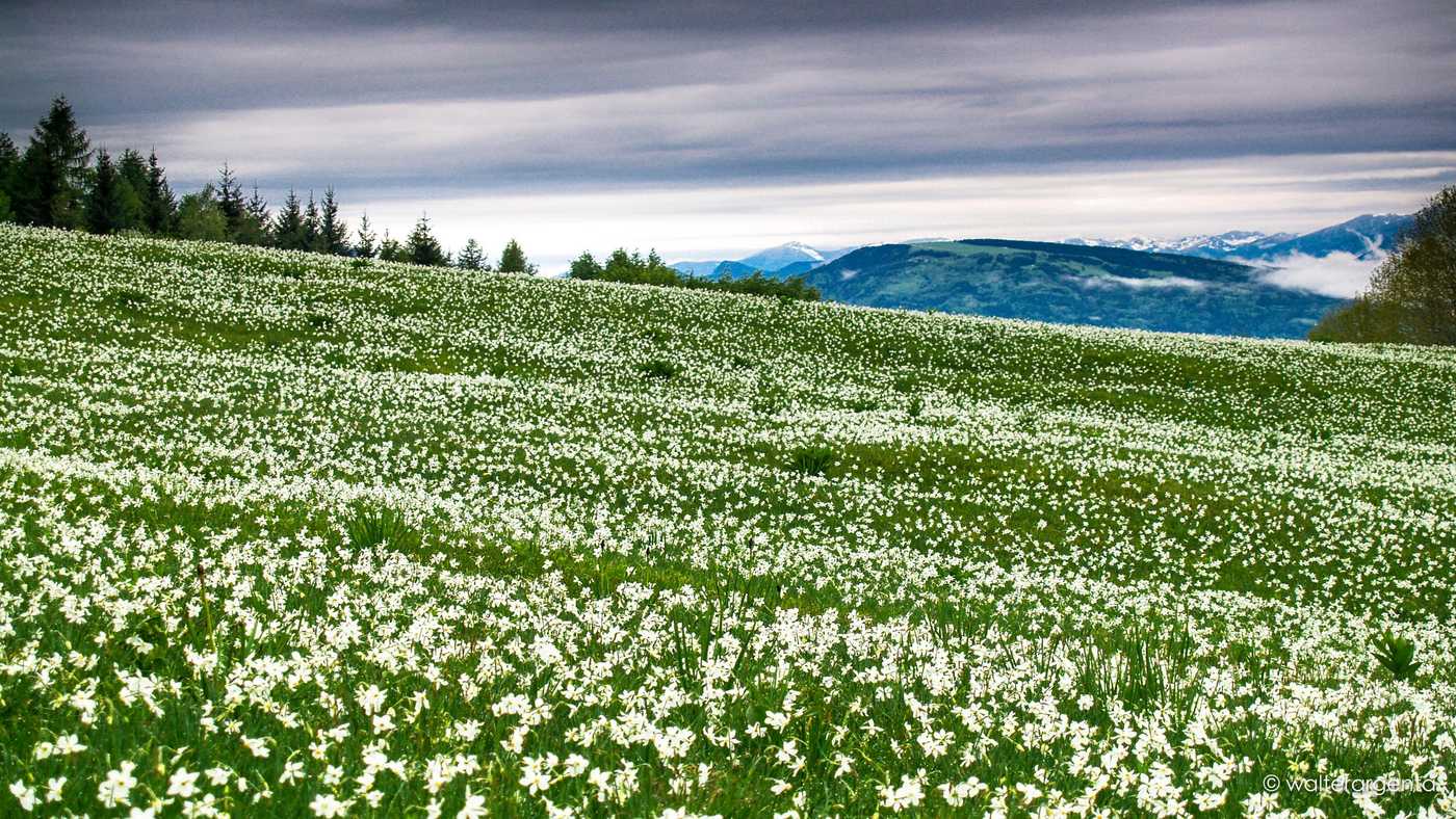 Un prato con molti narcisi bianchi. Sullo sfondo alcune montagne