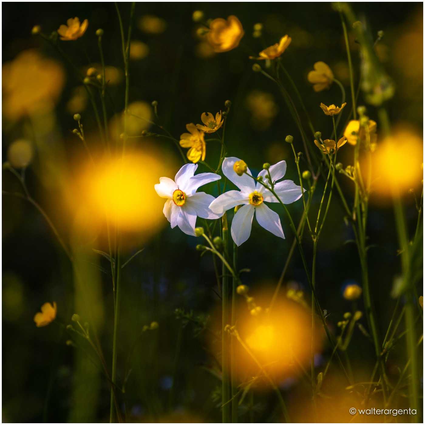 Un primo piano di una coppia di Narcisi incorniciati da fiori volgarmente detti "Botton d'oro".