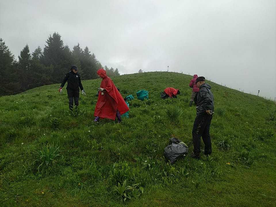 Alcuni volontari su una collina si occupano di estirpare il veratro, pianta infestante, in Col D'Artent